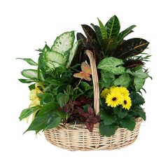 Plants