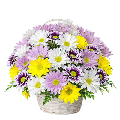 Field of Daisies